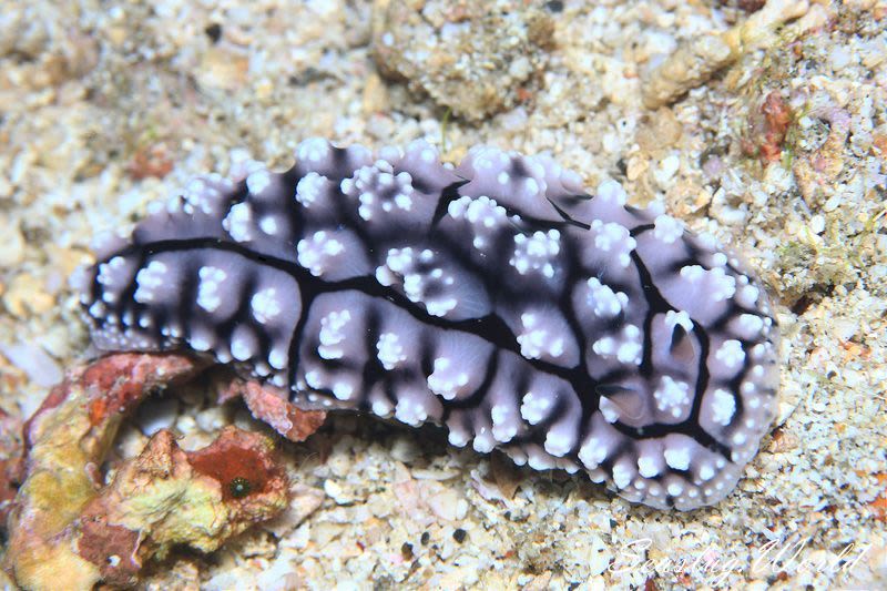 アミメイボウミウシ Phyllidiopsis krempfi