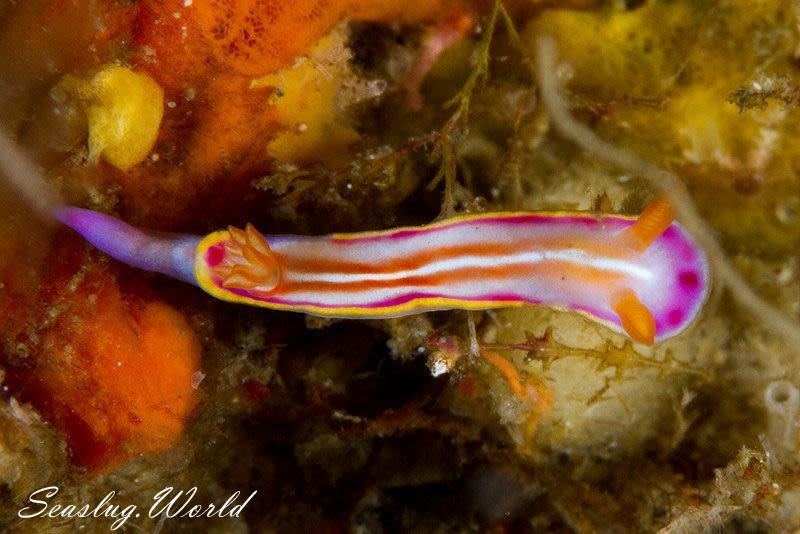 カナメイロウミウシ Hypselodoris kaname