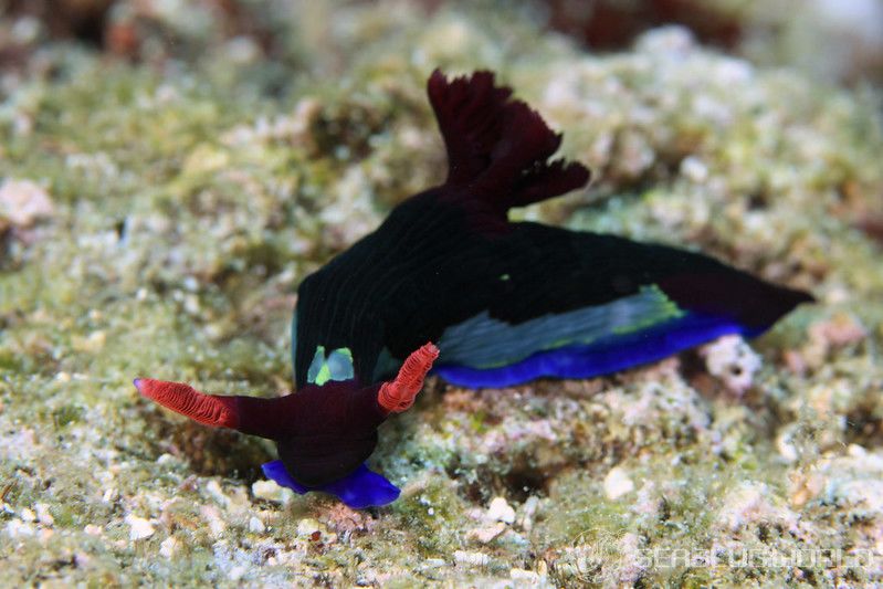 セグロリュウグウウミウシ Nembrotha chamberlaini