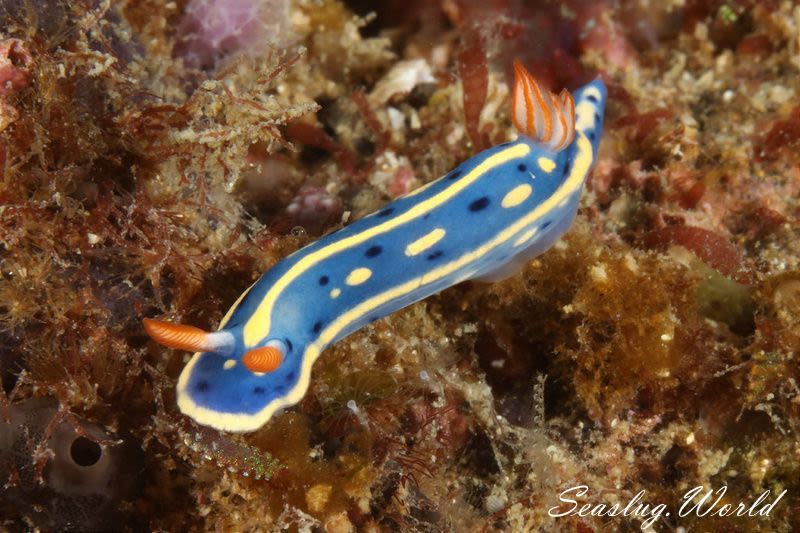 アオウミウシ Hypselodoris festiva