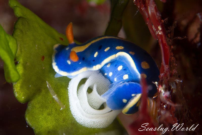 アオウミウシ Hypselodoris festiva