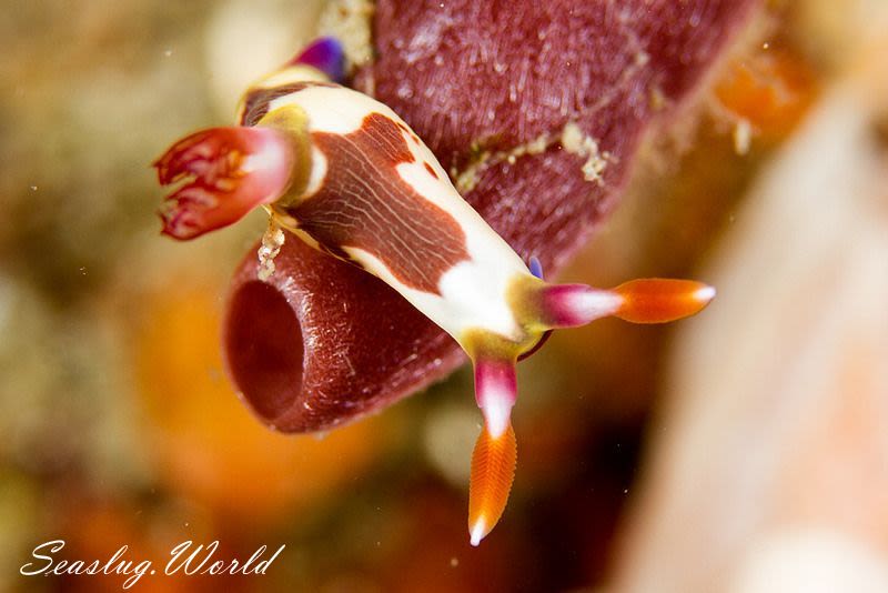 セグロリュウグウウミウシ Nembrotha chamberlaini