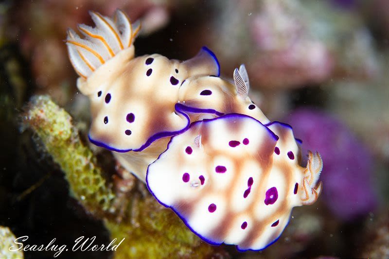 マダライロウミウシ Hypselodoris tryoni