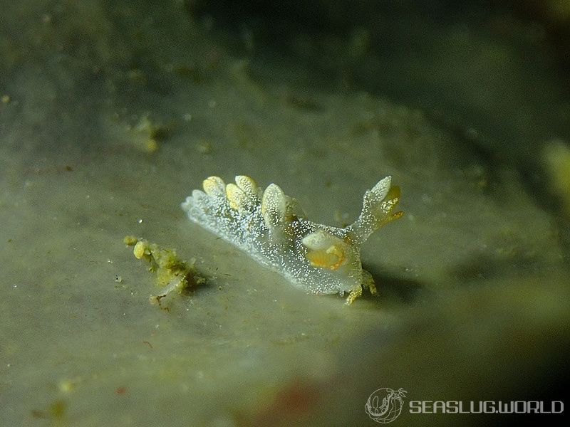 ヤマトユビウミウシ Bornella hermanni