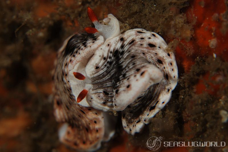 オトメウミウシ Dermatobranchus otome