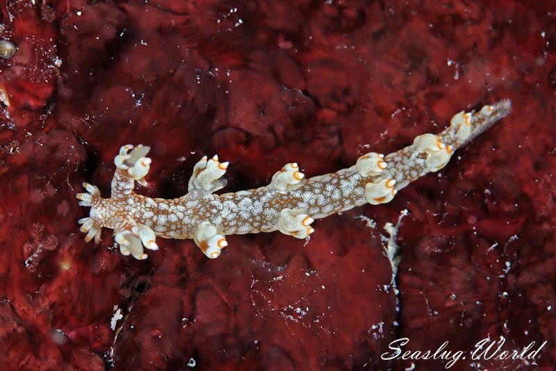 ユビウミウシ Bornella stellifer