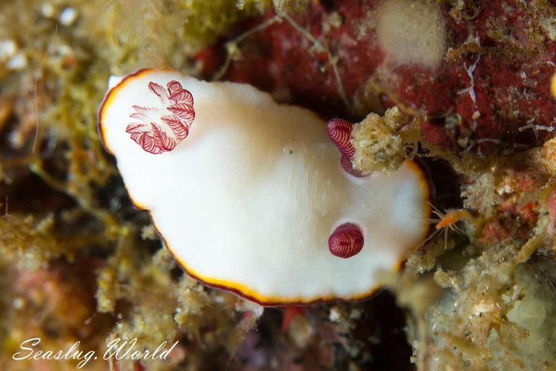 シラヒメウミウシ Goniobranchus sinensis