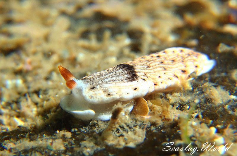 オトメウミウシ Dermatobranchus otome