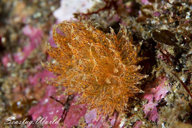 タマガワコヤナギウミウシ Janolus indicus