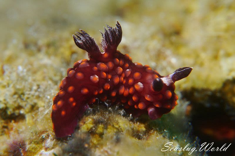 ベニゴマリュウグウウミウシ Nembrotha sp. 1