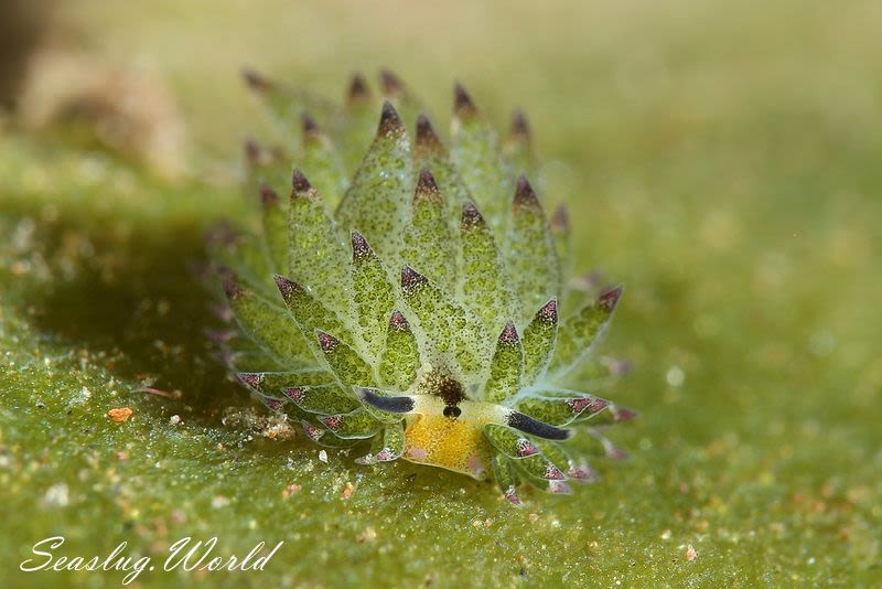 クサイロモウミウシ Costasiella paweli