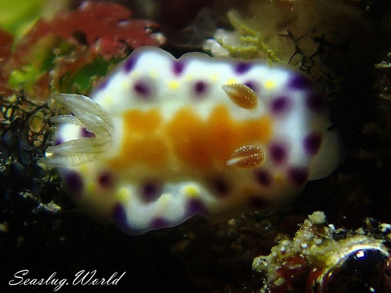 アカネコモンウミウシ Goniobranchus collingwoodi