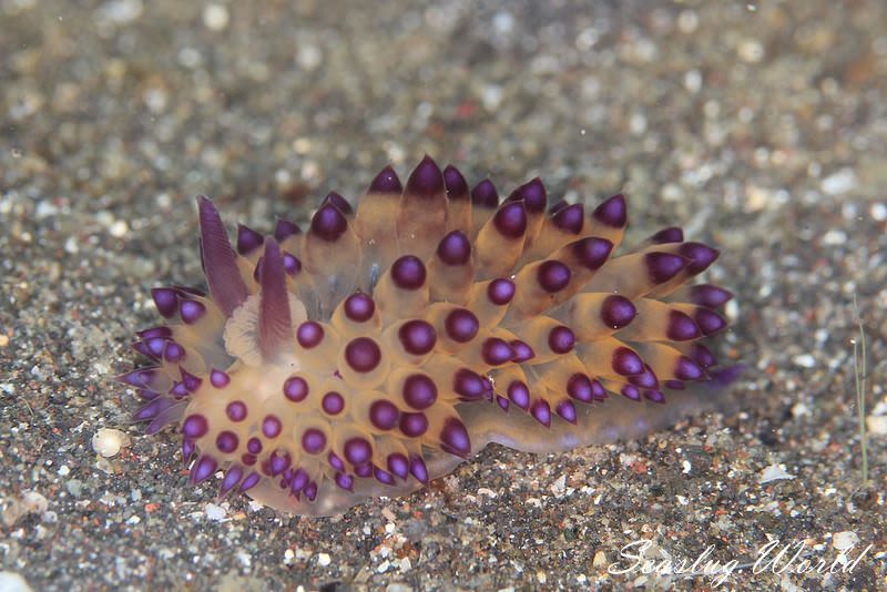 サーシャコヤナギウミウシ Janolus flavoanulatus