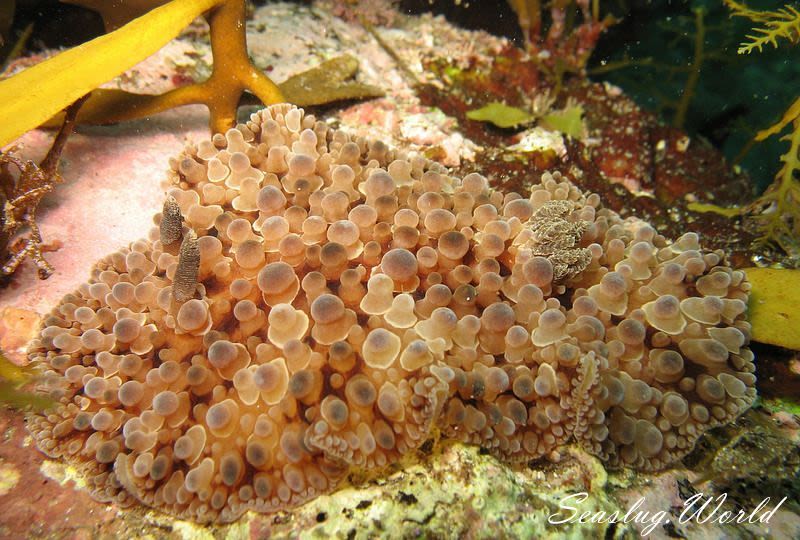 マンリョウウミウシ Carminodoris armata