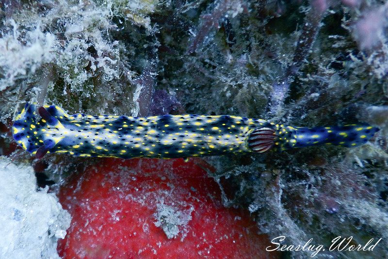 ヒュプセロドーリス・オプスクラ Hypselodoris obscura