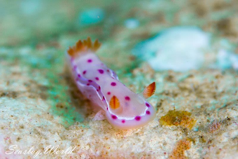 ミカドウミウシ Hexabranchus lacer