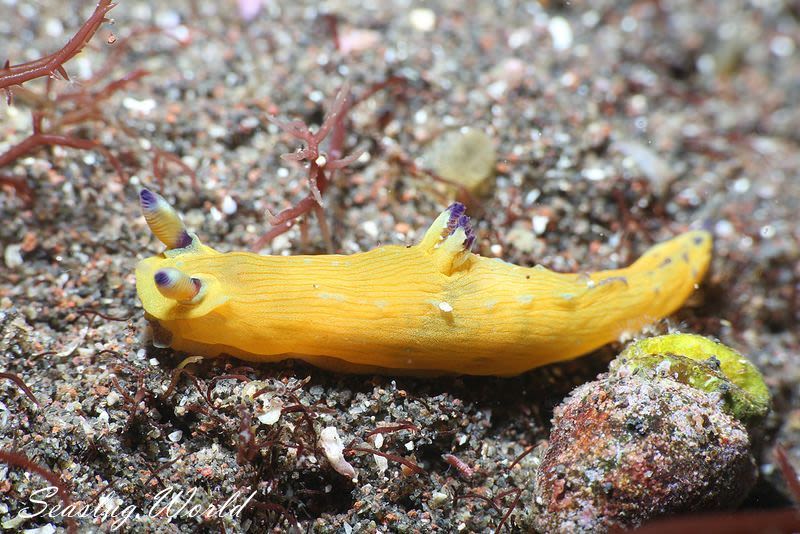 コミドリリュウグウウミウシ Tambja amakusana