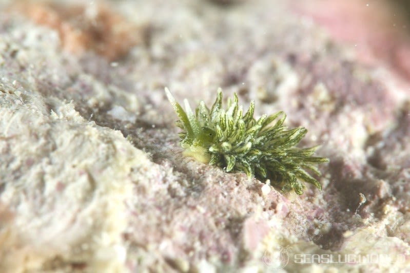 ウスミドリモウミウシ Ercolania subviridis