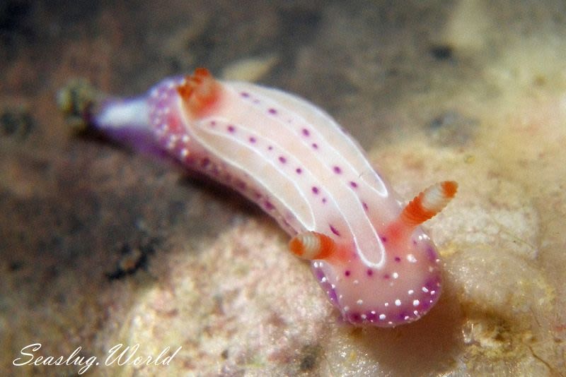 イチゴミルクウミウシ Mexichromis aurora