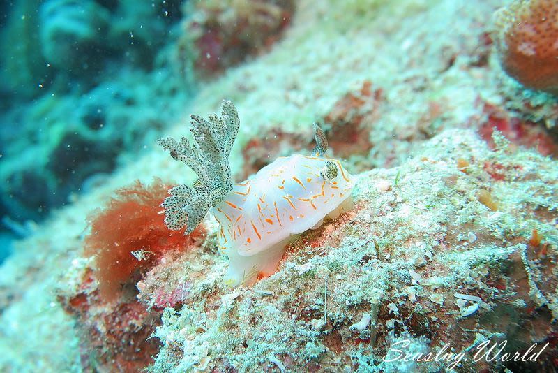 キスジカンテンウミウシ Halgerda diaphana