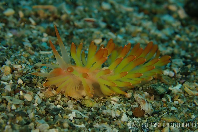 イボヤギミノウミウシ Phestilla melanobrachia