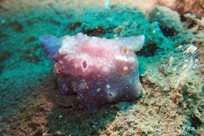 カワハダウミウシ Actinocyclus verrucosus