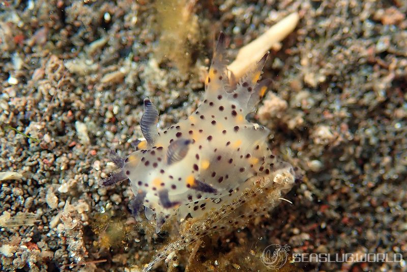 コソデウミウシ Polycera abei