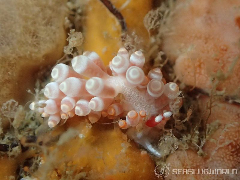 カトリオーナ・オセザキエンシス Catriona osezakiensis