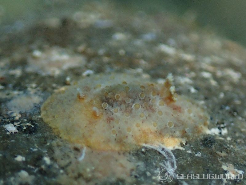 センリョウウミウシ Carminodoris bifurcata