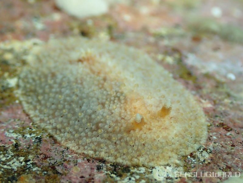 センリョウウミウシ Carminodoris bifurcata