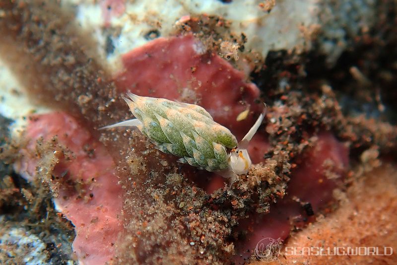 テングモウミウシ Costasiella kuroshimae