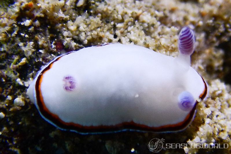 ハスイロウミウシ Goniobranchus fabulus