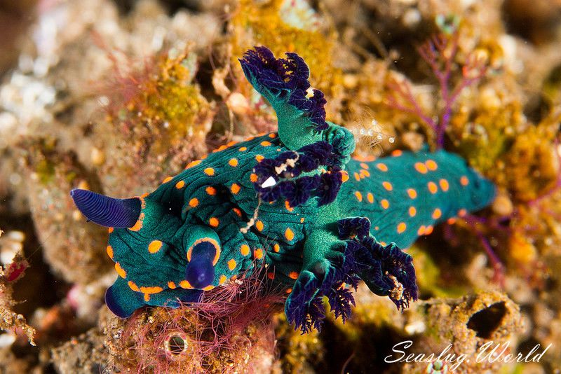 ミラーリュウグウウミウシ Nembrotha milleri