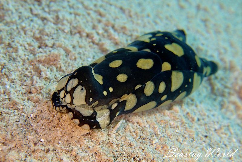 ワモンキセワタ Tubulophilinopsis pilsbryi