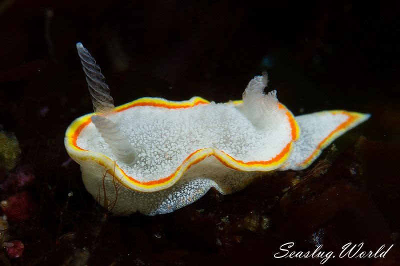 ミツイラメリウミウシ Diaphorodoris mitsuii