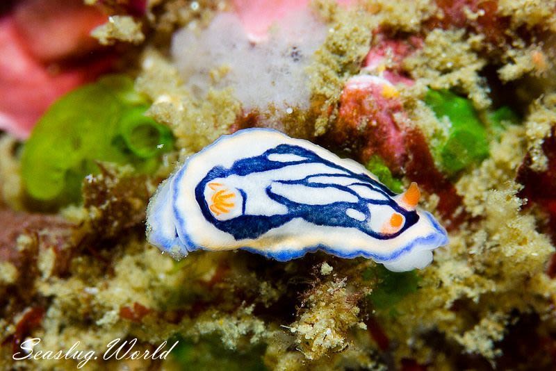 リュウモンイロウミウシ Hypselodoris maritima