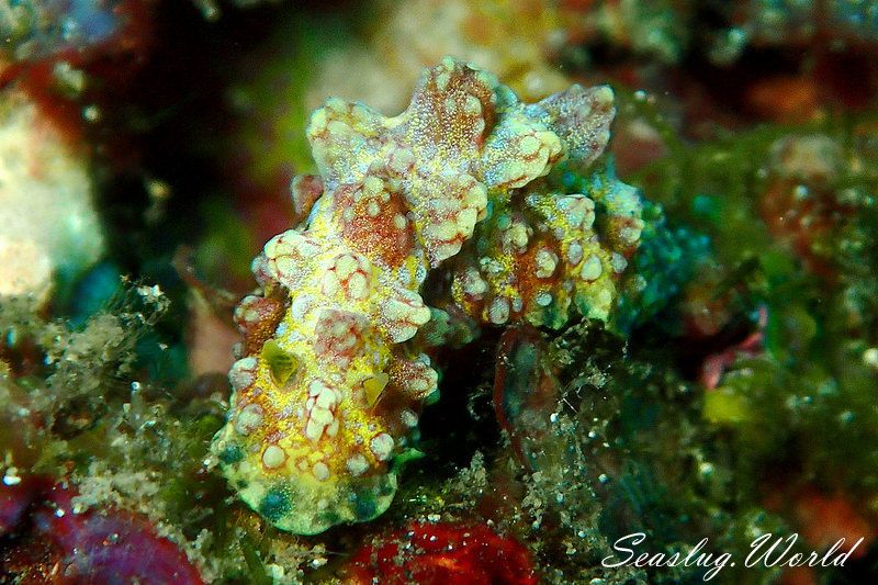 アデヤカイボウミウシ Phyllidiopsis cardinalis