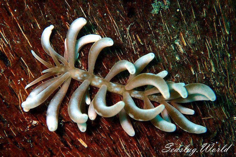 シロブチクセニアウミウシ Phyllodesmium colemani