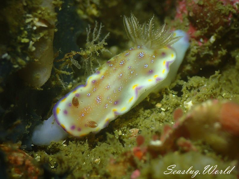 アカネコモンウミウシ Goniobranchus collingwoodi