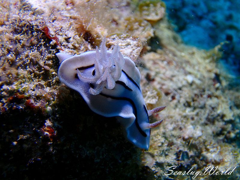 ミゾレウミウシ Chromodoris willani