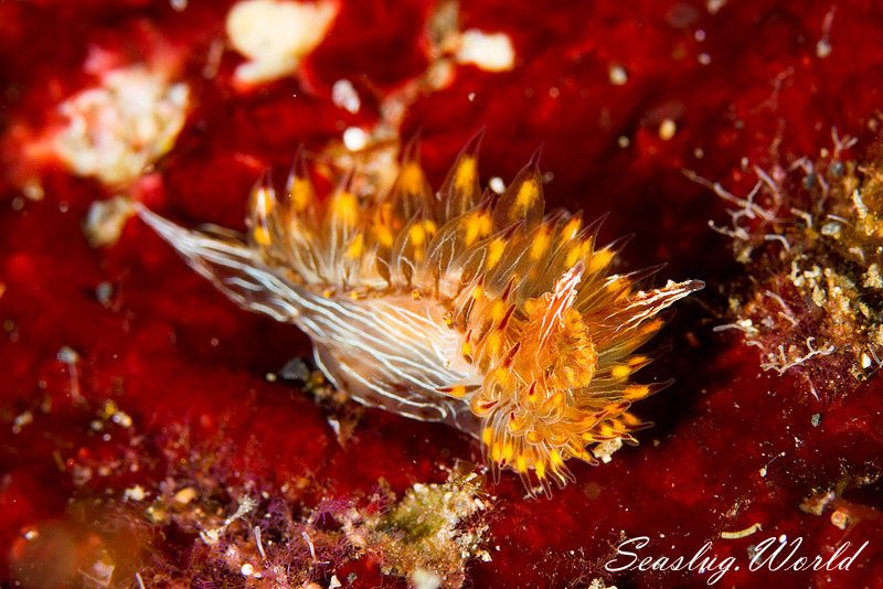 コヤナギウミウシ Janolus toyamensis