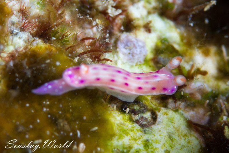 ニヨリセンテンイロウミウシ Hypselodoris maculosa