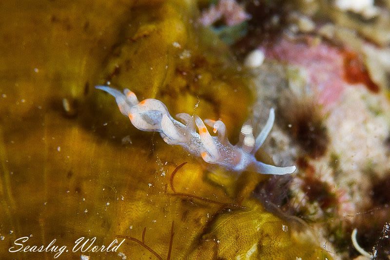 ケラマミノウミウシ Samla bicolor