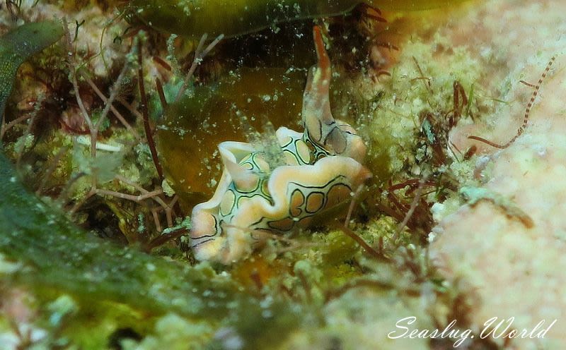 トウモンウミコチョウ Sagaminopteron psychedelicum