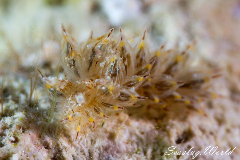 コヤナギウミウシ Janolus toyamensis