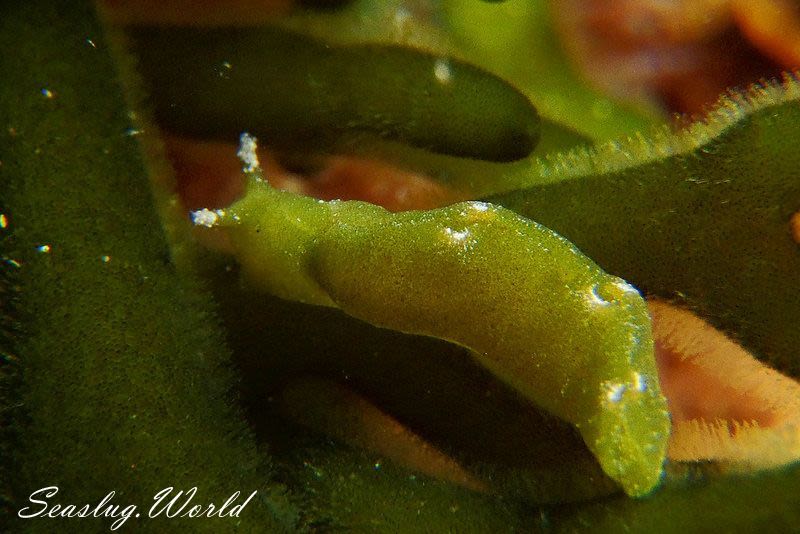 ヒラミルミドリガイ Elysia trisinuata