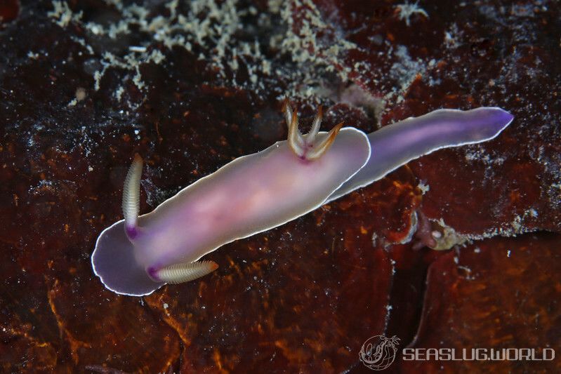 ゾウゲイロウミウシ Hypselodoris bullockii