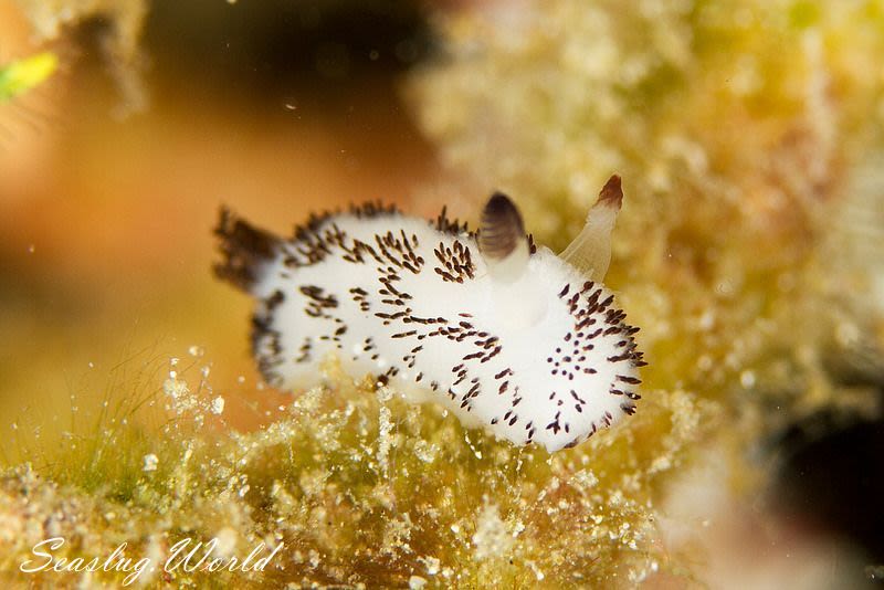 ブチウミウシ Jorunna funebris