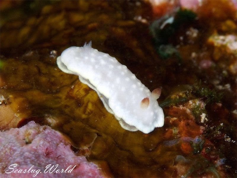 シロシキブイロウミウシ Glossodoris sp. 1