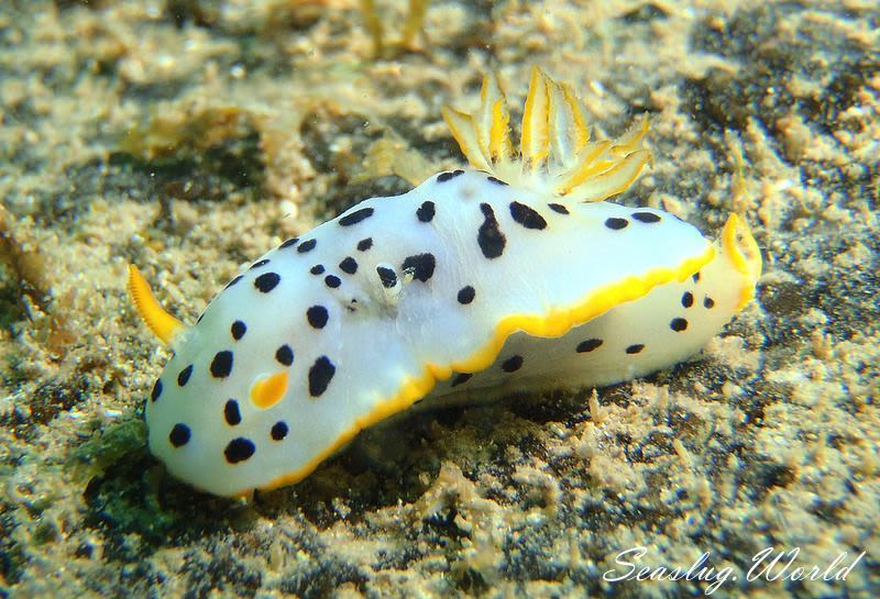 シロウミウシ Goniobranchus orientalis